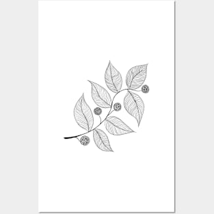 Leaves and Pods in Ink Posters and Art